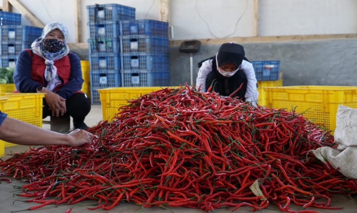 Foto : Cabe Merah.