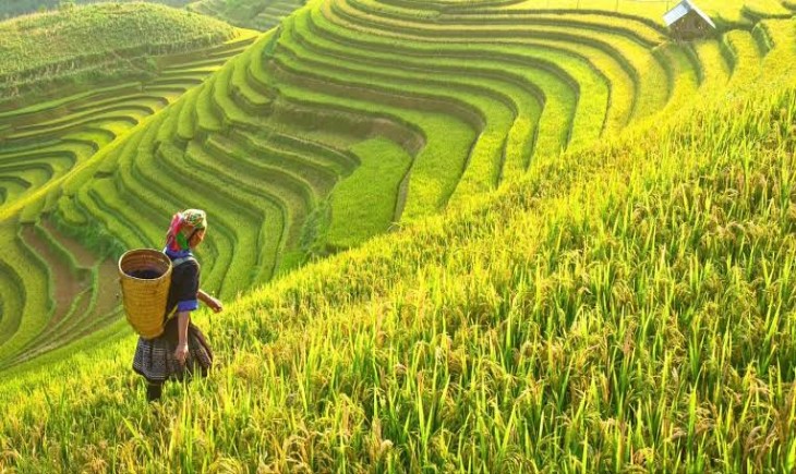 Foto : Ilustrasi Petani.