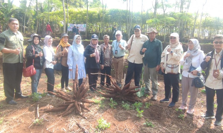 Direktorat Aneka Kacang dan Umbi (Akabi) melakukan panen Ubi Kayu di Desa Rancamanggung, Kecamatan Tanjungsiang, Kabupaten Subang, Jawa Barat, (27/6). (Dok. Kementan)