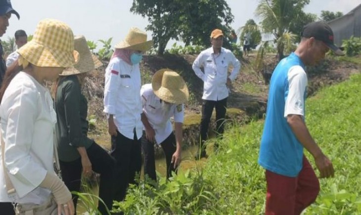 Sekda Palangkaraya, Hera Nugrahayu saat meninjau pertanian di wilayahnya (Humas Pemkot Palangkaraya)