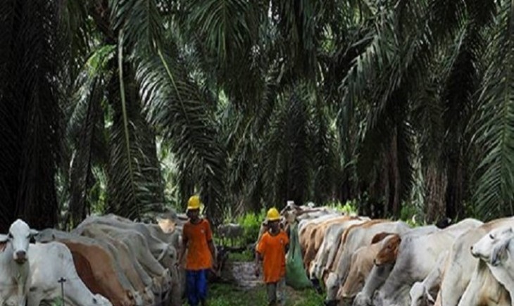 Foto : Lahan Perkebunan yang Berpotensi untuk Diintegrasikan dengan Peternakan Sapi.