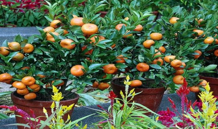 Caption : ilustrasi buah jeruk dalam pot (Istimewa)
