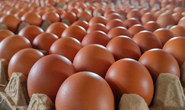Jelang lebaran, stok telur ayam di bangka belitung ditambah 42,6 ton.