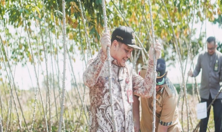 Wali Kota Banjarbaru HM Adiya Mufti memanen singkong mentega di Kebun Singkong Jalan Seledri Kelurahan Sungai Ulin, Banjarbaru (riliskalimantan.com)