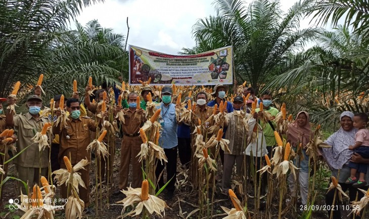 Foto : BPTP Riau Melaksanakan Temu Lapang dan Panen Bersama di Desa Hang Tuah.