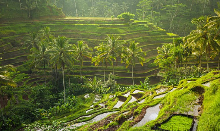 Ilustrasi sawah padi yang baru ditanami (Pixabay)