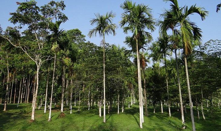 Kemenhut Siapkan Kawasan Hutan untuk Pengembangan Bioethanol dari Aren. (Foto : ilustrasi kebun aren)
