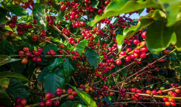 Temanggung perkuat perkebunan kopi dengan 500 ribu bibit arabika. (Foto : iStock)