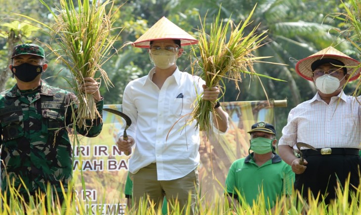 Foto : Panen padi biofortifikasi kaya gizi varietas Inpari Nutri Zinc.