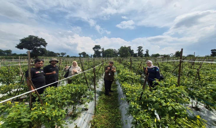 Produksi Cabai Jabar Surplus, Pasokan Aman Jelang Ramadhan-Idul Fitri 2026. (Foto: dok. Kementan)