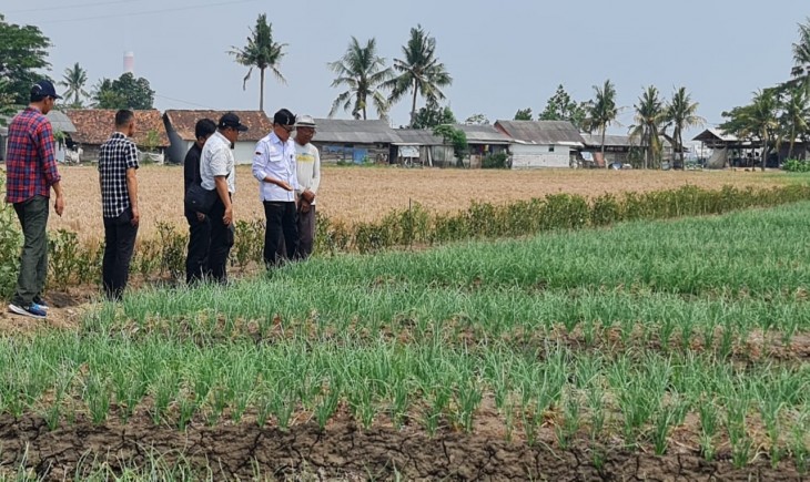 Kepala BPPSDMP Dedi Nursyamsi lakukan kunjungan kerja ke Kelompok Tani Sumber Bawang desa Toyomerto Kecamatan Kramatwatu Kabupaten Serang, Banten. (Dok. Kementan)