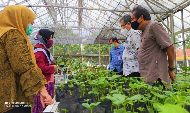 Foto : Budidaya Tanaman Porang.