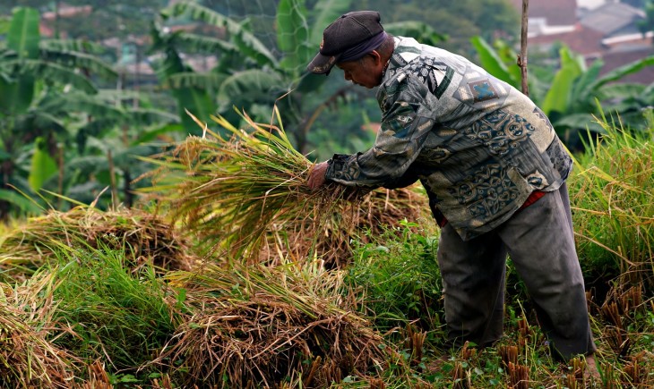 Adopsi pertanian organik, yang diterapkan di Desa Darsono, hasil panen padi telah meningkat (Istimewa)