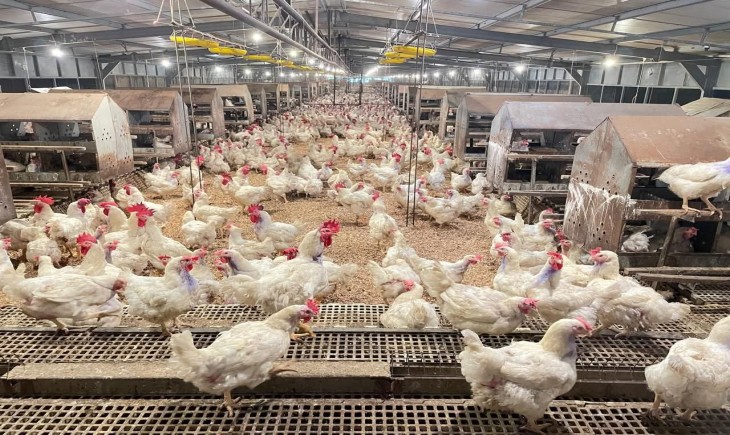 Kementan Pastikan Stok Ayam Aman, Peternak Siap Suplai Pasar. (Foto: dok. Kementan)