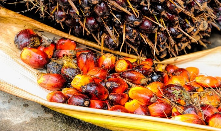 Buah kelapa sawit. (Foto : Pixabay)