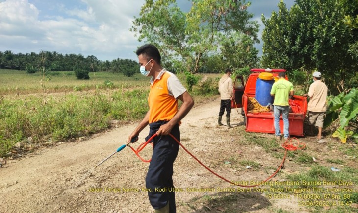 Foto : Kementan Melalui Direktorat Tanaman Pangan Lakukan Monitoring dan Evaluasi Kondisi Belalang Kembara di Kab. Sumba Barat Daya (SBD) dan Sumba Timur.