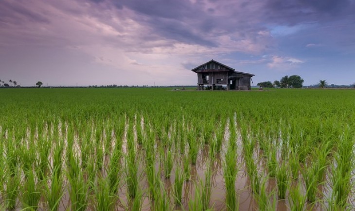 Pemerintah Provinsi Jawa Tengah menargetkan produksi padi mencapai 10,5 juta ton hingga akhir 2026. (Foto: Ilustrasi/Pixabay)