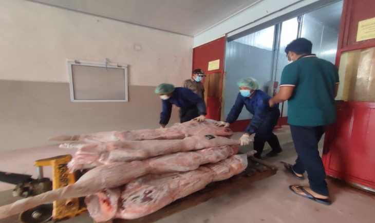 Foto : Pasokan Daging Babi asal Provinsi Sulawesi Utara (Sulut).
